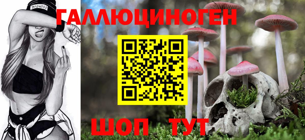 Псилоцибиновые грибы Psilocybe Новосибирск